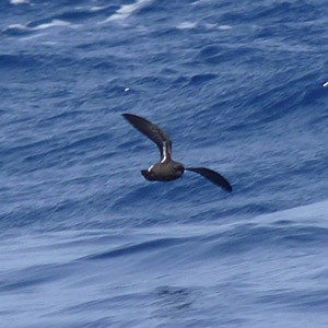 European Storm-petrel2 - Hydrobates pelagicus © John Muddeman